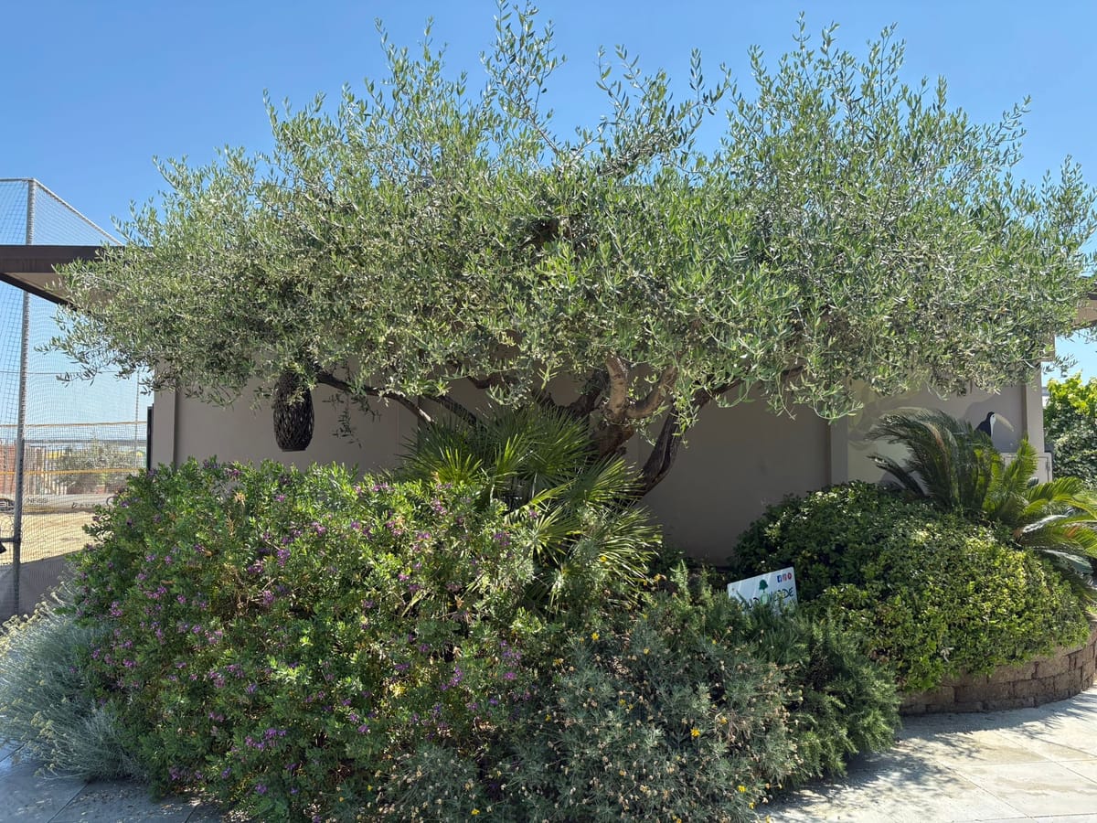 Olivo monumentale circondato da vegetazione mediterranea e fiori al Bagno Dover 175